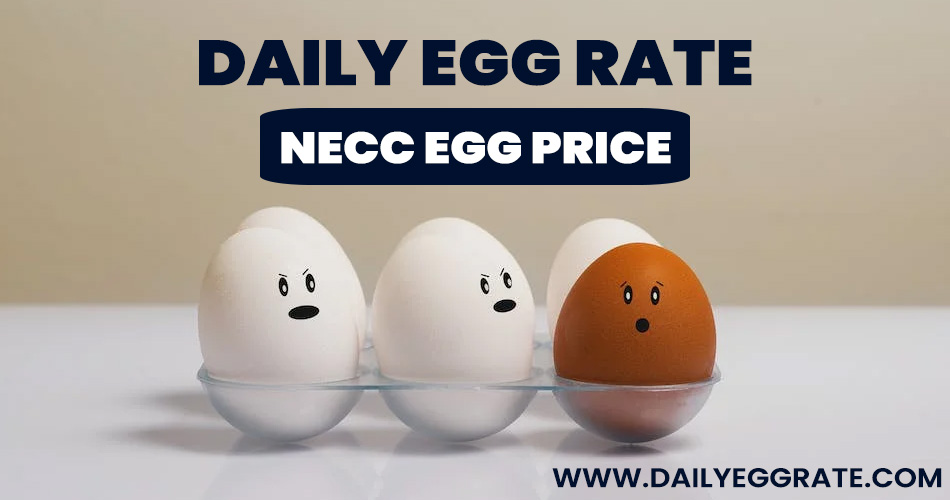 Daily Egg Rate Today Egg Rate NECC Egg Price
