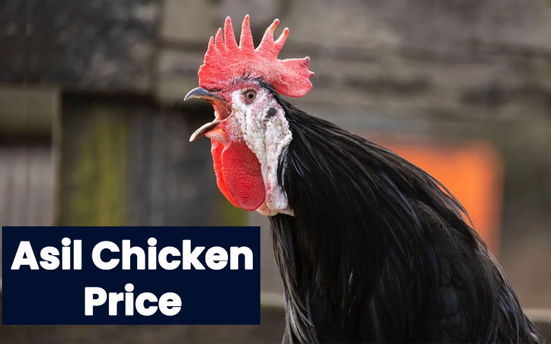 asil chicken price