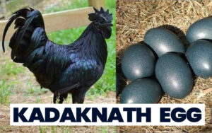 kadaknath egg