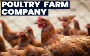 poultry farm company